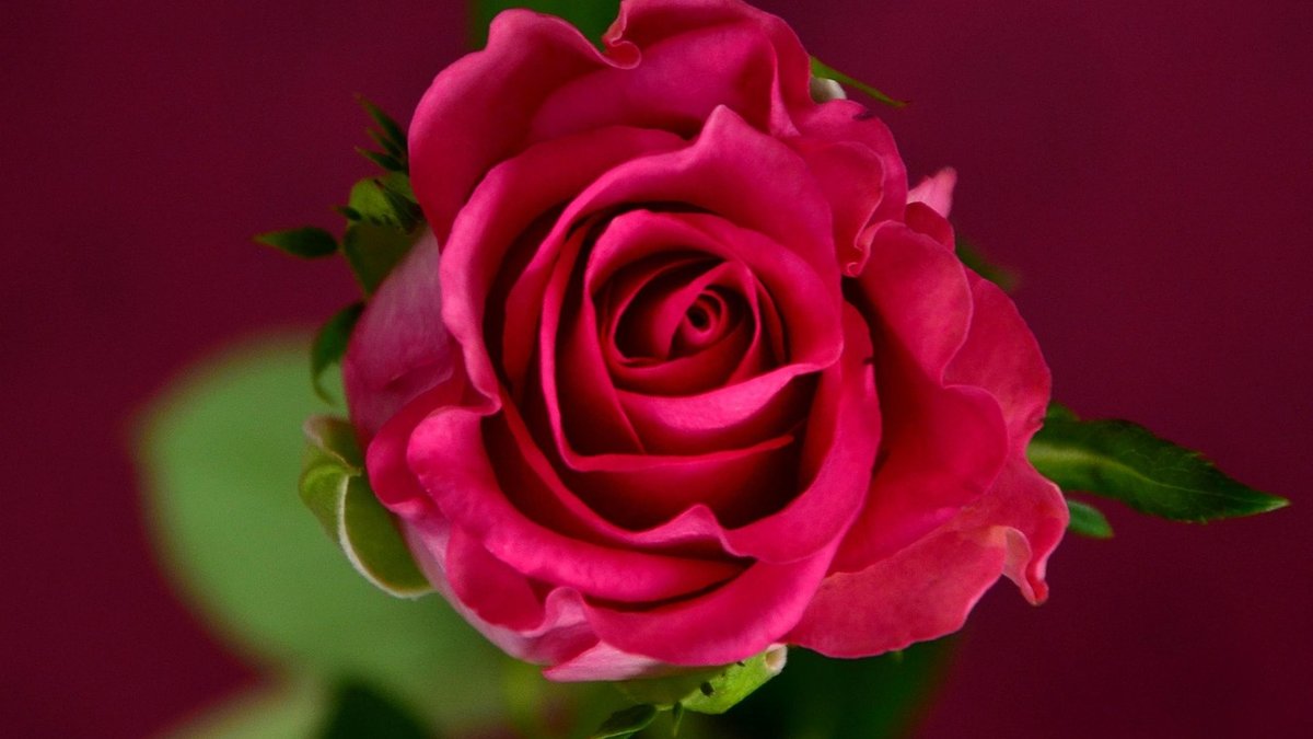 Choosing the Best Rose for a North Facing Wall