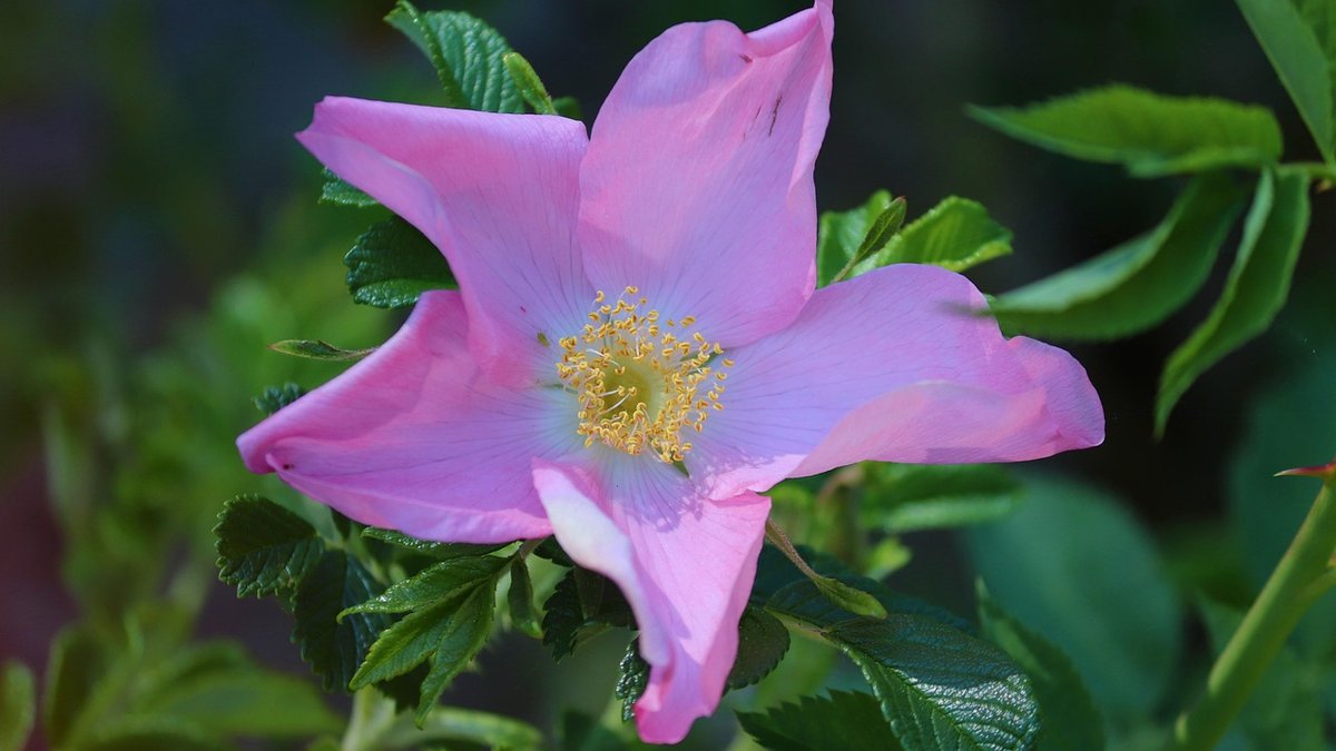 Designing a Cottage Garden with Repeat Flowering Roses