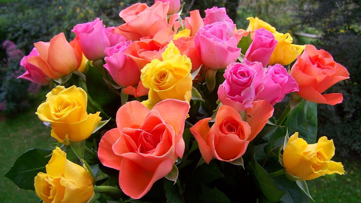 Harvesting Garden Roses for Indoor Arrangements