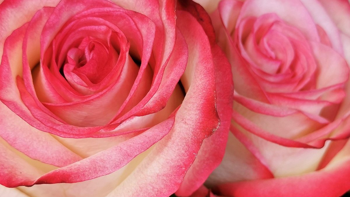 Using Roses in Wedding Table Centrepieces